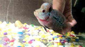 Imported SRD MiX Magma male flowerhorn fish for