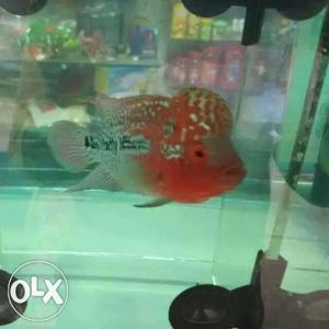Imported Thailand quality Flowerhorn fish very