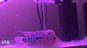 Imported quality flowerhorn good blood line guaranty hump