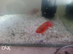Jewel chiclid fish, red African River chiclid