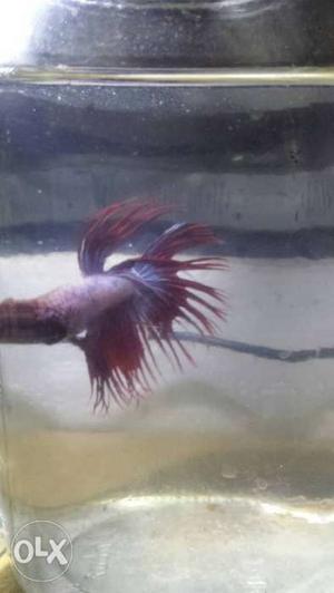 King crowntail betta home bread healthy condition