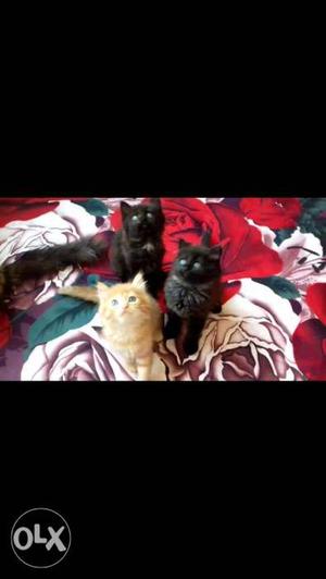 Kittens for sale contact no
