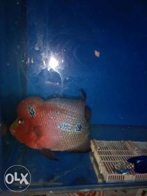 Long Body Male flowerhorn with good colour and