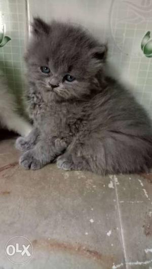 Long-coated Grey Kitten with blue eyes 50 days old
