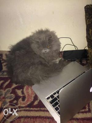 Long-fur Gray Cat