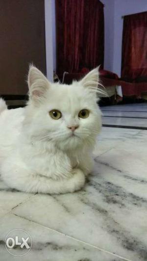 Long-fur White Cat