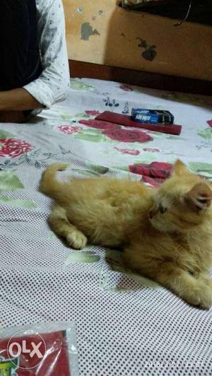 Long-furred Orange Cat