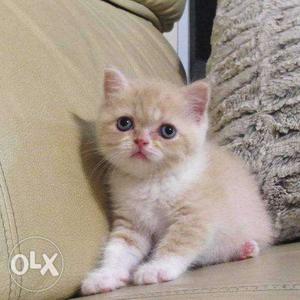 Lovely cream colour persian kitten for sale original price