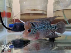 Magma Flowerhorn Cichlid