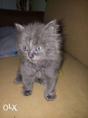 Male Persian Gray Cat 1.5 months old toilet