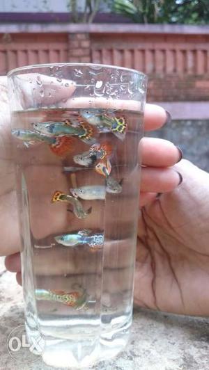 Mixed Guppies colorful, 15 rupees each
