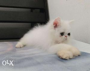 More beautiful strait ears white persian kitten