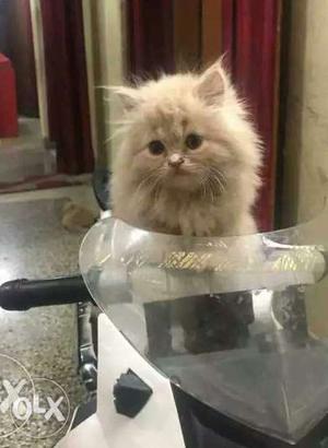 My lovely kitten for sale