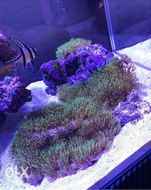 Nano Reef Marine Aquarium Starts at  only