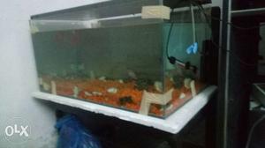 New aquarium 1 month old with 8 kilo orange stones only
