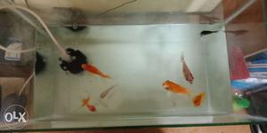 New fish tank with motor and gold fish, angel