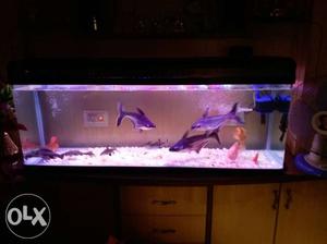No tank only sharks 25cms in length 3 fishes