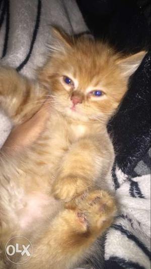 One and a half month old pure persian