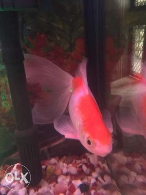 Orange And Pink Fish