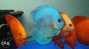 Orange Discus Fish