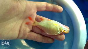 Ordinary and golden (albino) tinfoil barb fish.