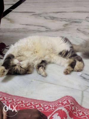 Original male persian cat