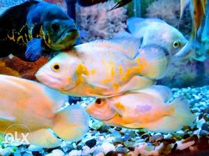 Oscar Fishes, 6" and above inches very healthy 750/- per