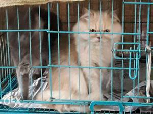 Pair of Persian Cats. Grey female and fawn brown