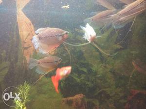 Perl gourami fish sale for cheap rate Rs 100/-