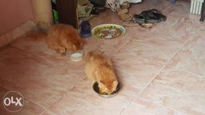 Persian 2 cats red pair 3 months old