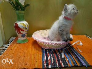 Persian Kittens For Sale Online