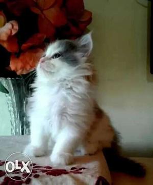 Persian cat bread CALICO 50days kitten toilet