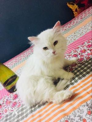 Persian cat female 11 months old