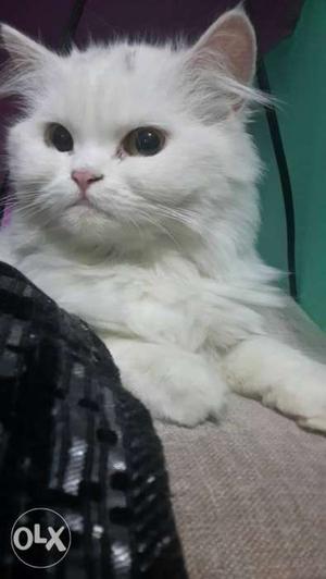 Persian cat female 9 months old. healthy and