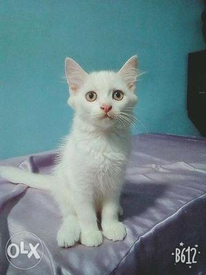 Persian cat kitten full white male and female available
