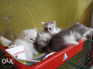 Persian cat kitten semi punch for sale