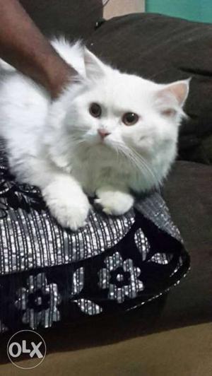 Persian cat male 10 months old healthy playfull