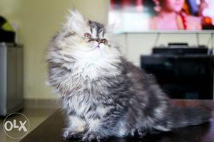 Persian cat male kitten top quality