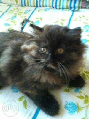 Persian female 3 months old. Negotiable.