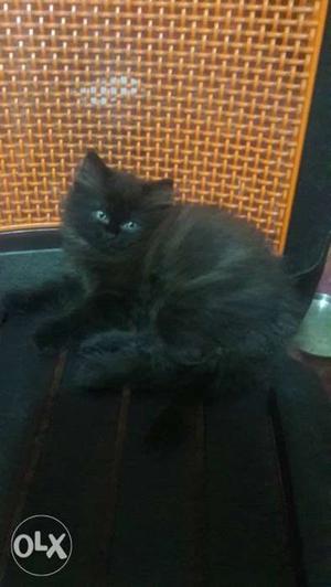 Persian full breed black kitten, 2 months old