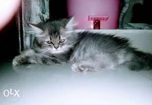 Persian kitten 2 mnths for sale