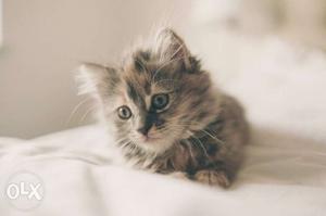 Persian kitten (4month old)