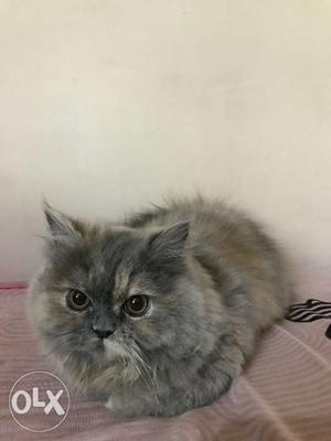 Persian kitten. Female. 6months old. Diet: Royal