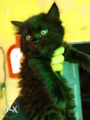 Persian kitten black semi punch