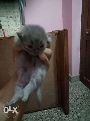 Persian kitten for sale Grey 20 days old