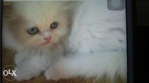 Persian kittens for sale online in delhi from