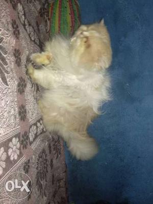Persian male cat available matting relate r u