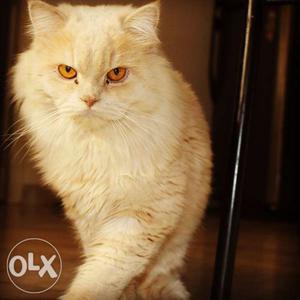 Persian male cat for mating (NOT FOR SELL)