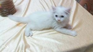 Persian male kitten 2month old