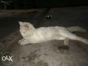 Persion cat 2 year old male white cat for sale.